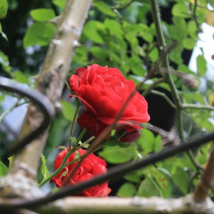 Schöne Blumen in unserem  Gartenbereich