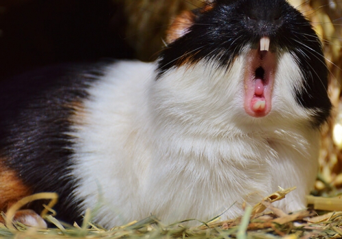 Meerschweinchen